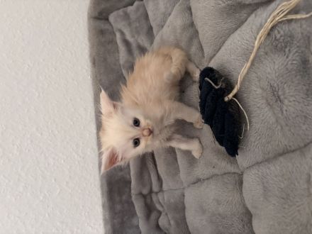 Maine Coon Kitten