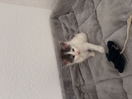 Maine Coon Kitten