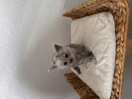 Maine Coon Kitten