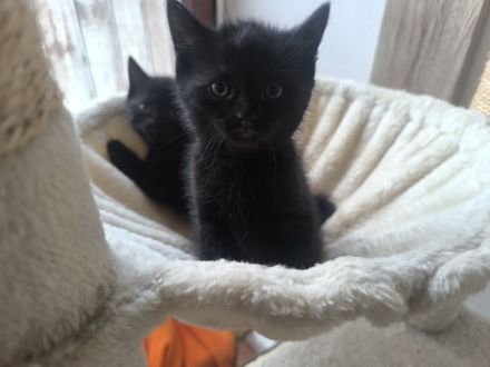 Vermittlungshilfe für zwei kleine Kitten