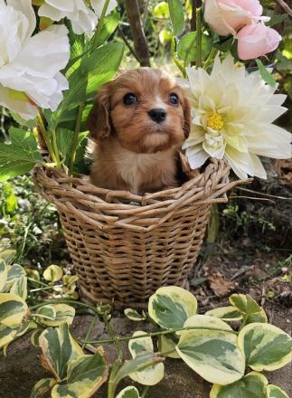 Cavalier King Charles Spaniel Mädchen