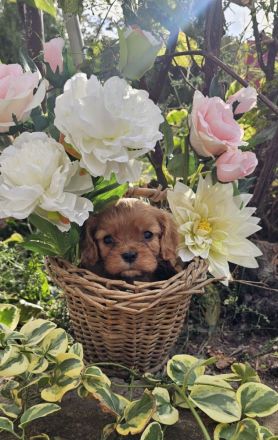 Cavalier King Charles Spaniel Welpen