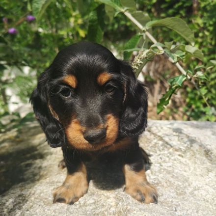 Unsere wunderschöne verschmuste Langhaar Dackel Welpen suchen ihr liebevolles behagliches Zuhause
