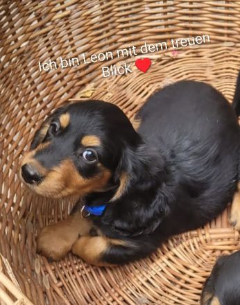 Unsere wunderschöne verschmuste Langhaar Dackel Welpen suchen ihr liebevolles behagliches Zuhause