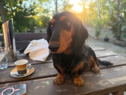 Unsere wunderschöne verschmuste Langhaar Dackel Welpen suchen ihr liebevolles behagliches Zuhause