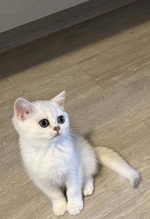 Britisch Kurzhaar kitten Silver Shaded Weibchen BKH