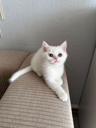BKH Silver Shaded kitten
