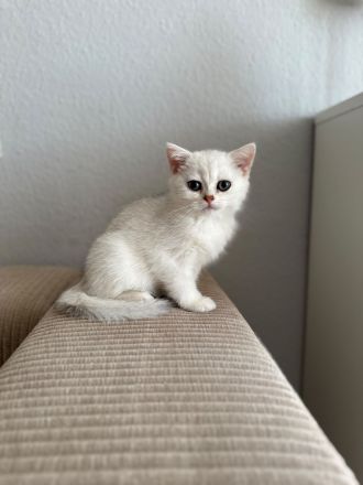 BKH Silver Shaded kitten