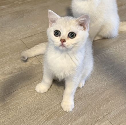 Britisch Kurzhaar kitten Silver Shaded Weibchen BKH