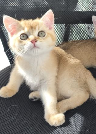 BKH Kitten.  NUR 1 ist frei