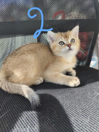 BKH Kitten