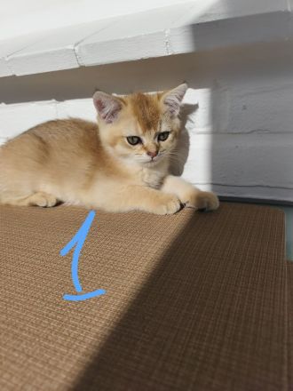 BKH Kitten
