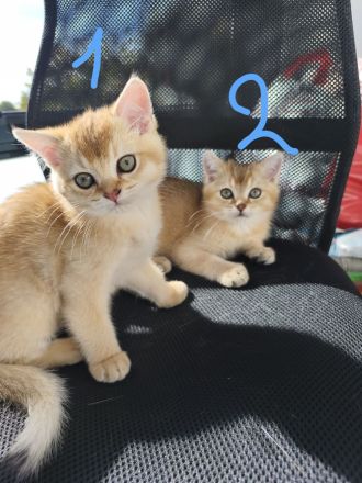 BKH Kitten