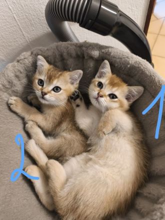 BKH Kitten