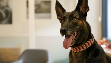 Malinois X Herder Welpen
