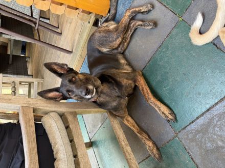 Malinois X Herder Welpen