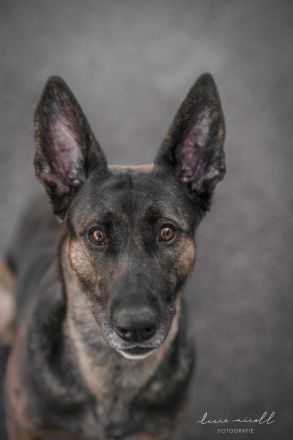 Malinois X Herder Welpen