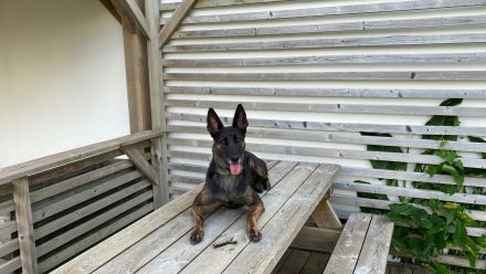 Malinois X Herder Welpen