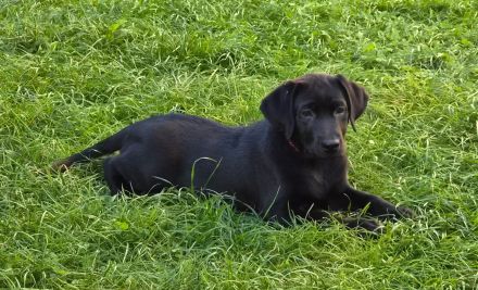 Zwei bezaubernde Labrador-Mädchen suchen ihr Herzenszuhause