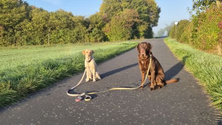 Zwei bezaubernde Labrador-Mädchen suchen ihr Herzenszuhause