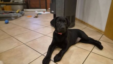 Zwei bezaubernde Labrador-Mädchen suchen ihr Herzenszuhause