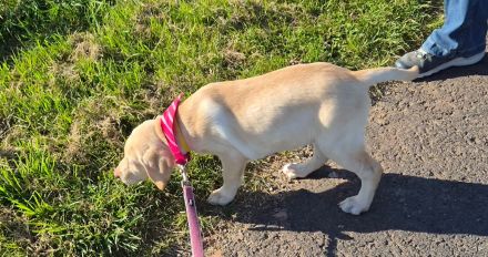 Zwei bezaubernde Labrador-Mädchen suchen ihr Herzenszuhause