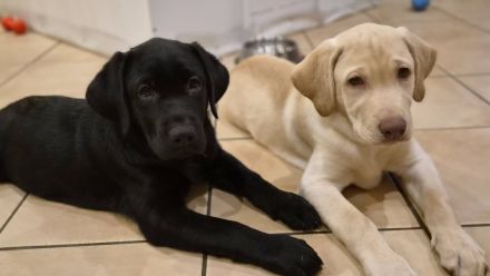 Zwei bezaubernde Labrador-Mädchen suchen ihr Herzenszuhause