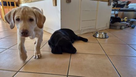 Zwei bezaubernde Labrador-Mädchen suchen ihr Herzenszuhause