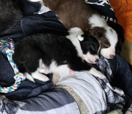 Bezaubernde Border-Collie-Welpen suchen ein liebevolles Zuhause
