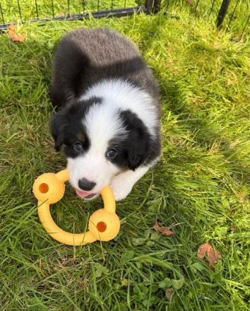 Bezaubernde Border-Collie-Welpen suchen ein liebevolles Zuhause