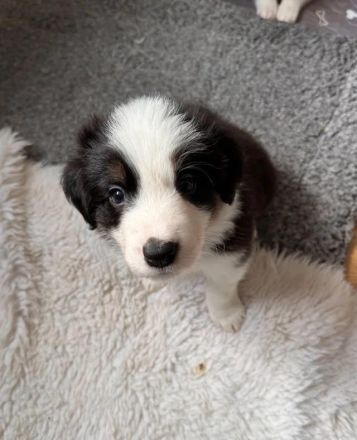 Bezaubernde Border-Collie-Welpen suchen ein liebevolles Zuhause