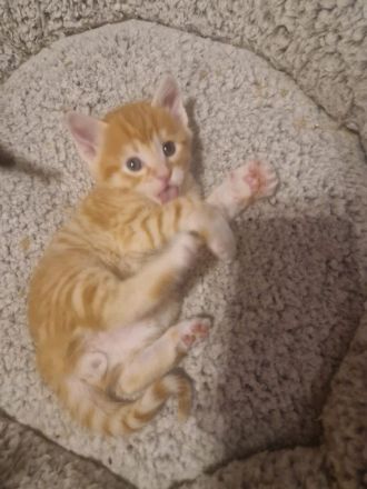 Katzenbabys