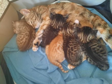 Katzenbabys