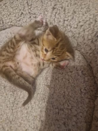 Katzenbabys