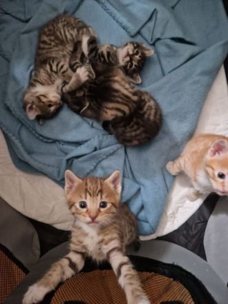 Katzenbabys