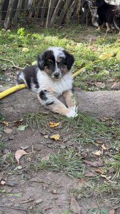 Australian Shepherd Mix Welpen suchen liebevolles Zuhause