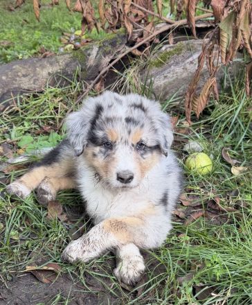 Australian Shepherd Mix Welpen suchen liebevolles Zuhause