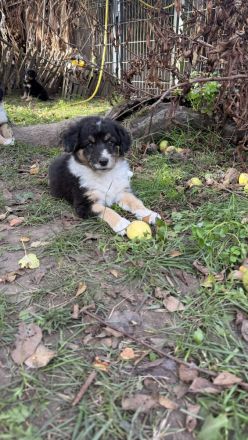 Australian Shepherd Mix Welpen suchen liebevolles Zuhause