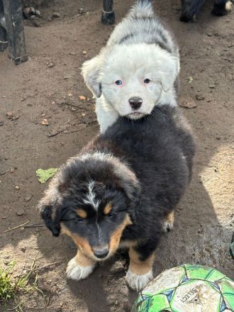 Australian Shepherd Mix Welpen suchen liebevolles Zuhause