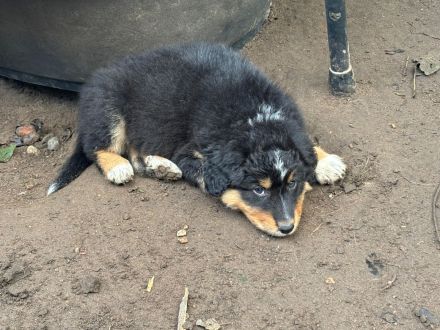 Australian Shepherd Mix Welpen suchen liebevolles Zuhause