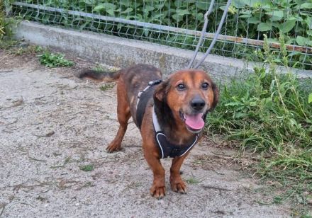 Kleiner Hund, große Persönlichkeit: Otto sucht ein Zuhause