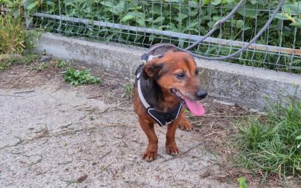 Kleiner Hund, große Persönlichkeit: Otto sucht ein Zuhause
