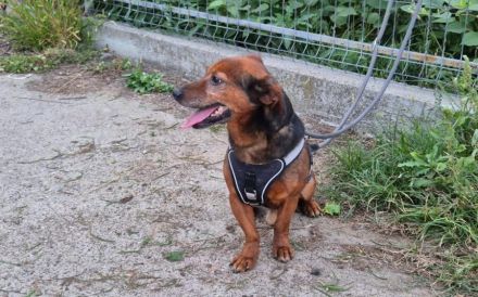 Kleiner Hund, große Persönlichkeit: Otto sucht ein Zuhause