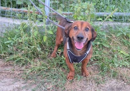 Kleiner Hund, große Persönlichkeit: Otto sucht ein Zuhause