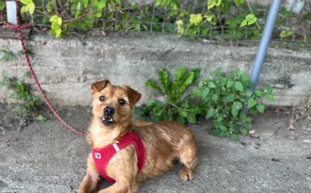 Kleiner Powerhund Cooper sucht liebevolle Menschen