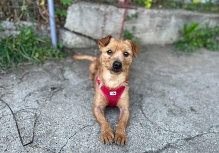 Kleiner Powerhund Cooper sucht liebevolle Menschen