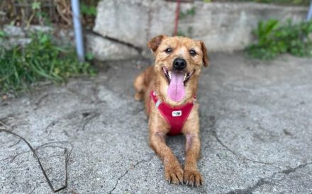 Kleiner Powerhund Cooper sucht liebevolle Menschen