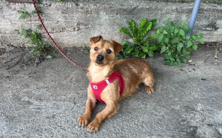 Kleiner Powerhund Cooper sucht liebevolle Menschen