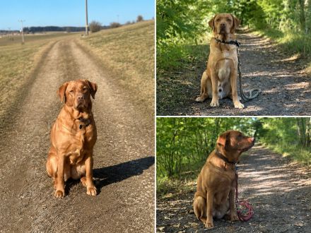 Reinrassige Labrador Welpen Wurfankündigung