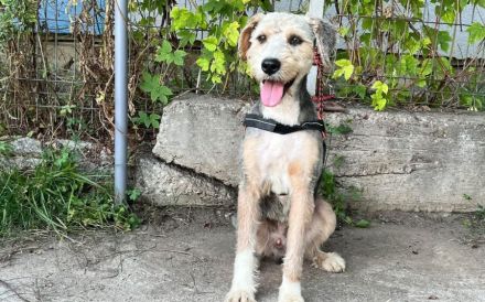 Cleverer und liebenswerter Familienhund Conrad sucht Zuhause